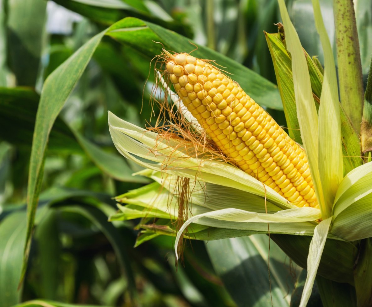 Maize