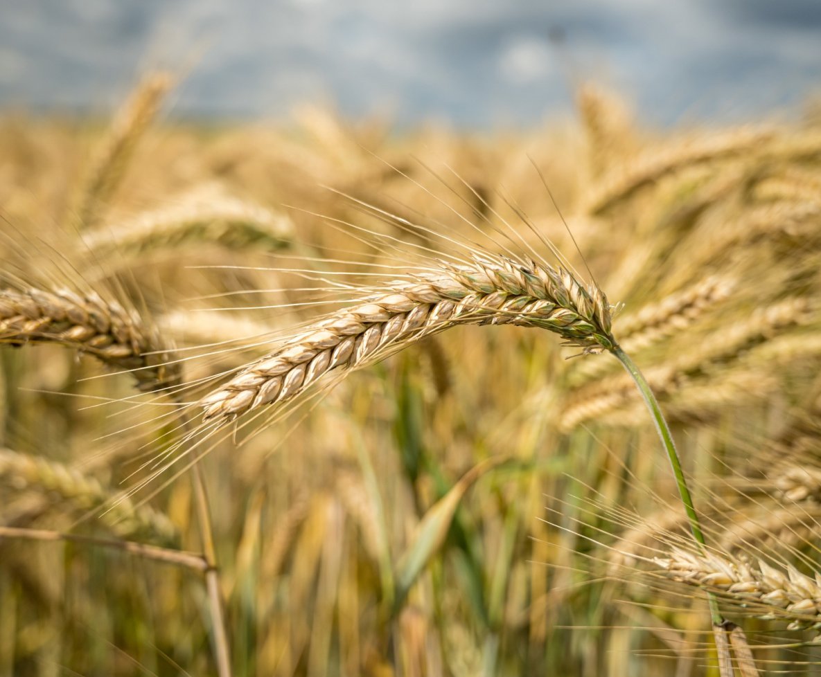Wheat
